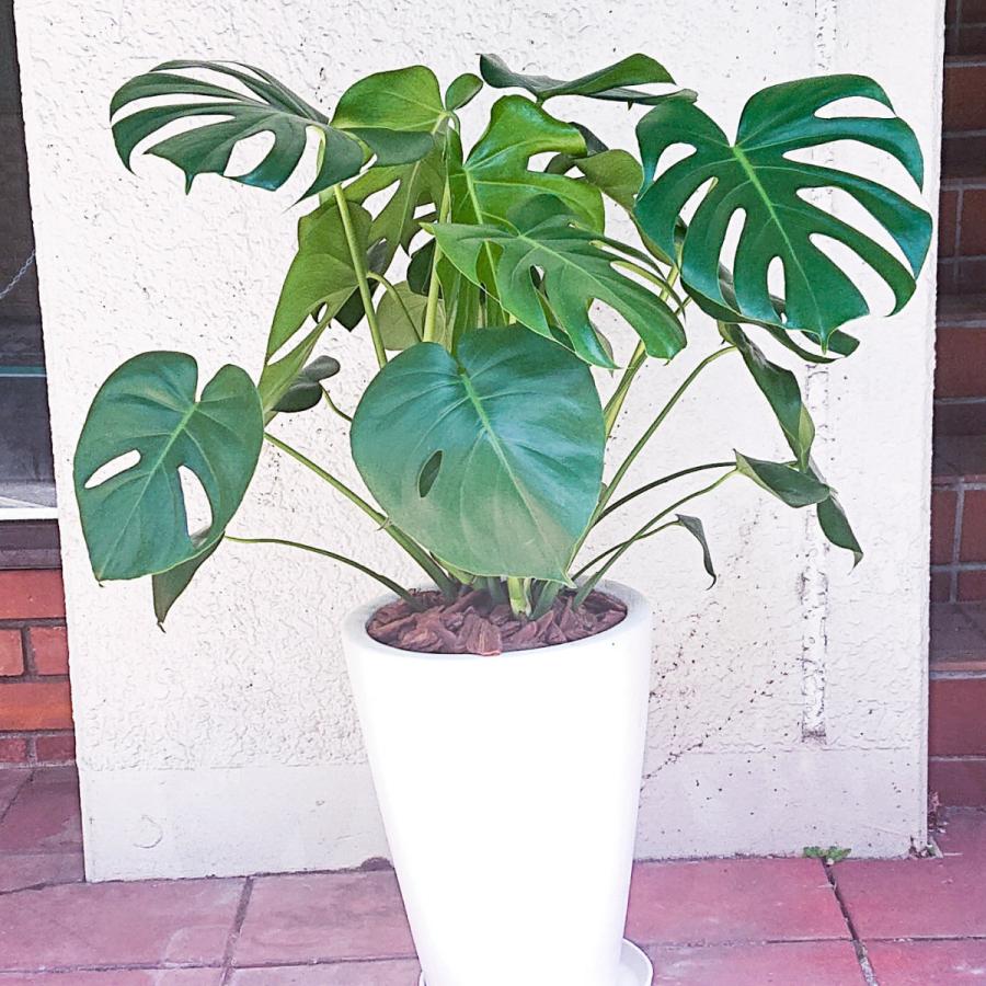 宅送 観葉植物 モンステラ御祝1万円 新築祝 開店祝 開業祝 引越祝 陶器鉢 白 公式 Www Simon Page Com