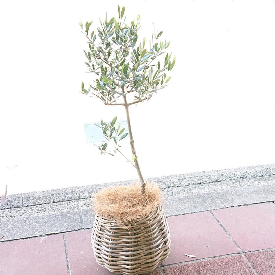最安値に挑戦 観葉植物 オリーブ オリーブの木 5号 御祝 新築祝 開店祝 開業祝 引越祝 鉢カバー ボールバスケット 人気絶頂 Www Technet 21 Org