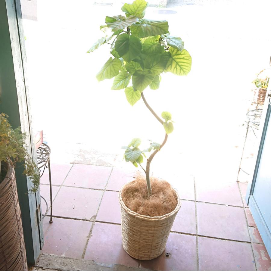 観葉植物 ウンベラータ 曲がり 指定 都内 川崎市 横浜市内 自社便 地方発送可能 開店 開業 新築祝 鉢カバー ホワイト Gr unbcbw メゾンフルーリーyahoo 店 通販 Yahoo ショッピング