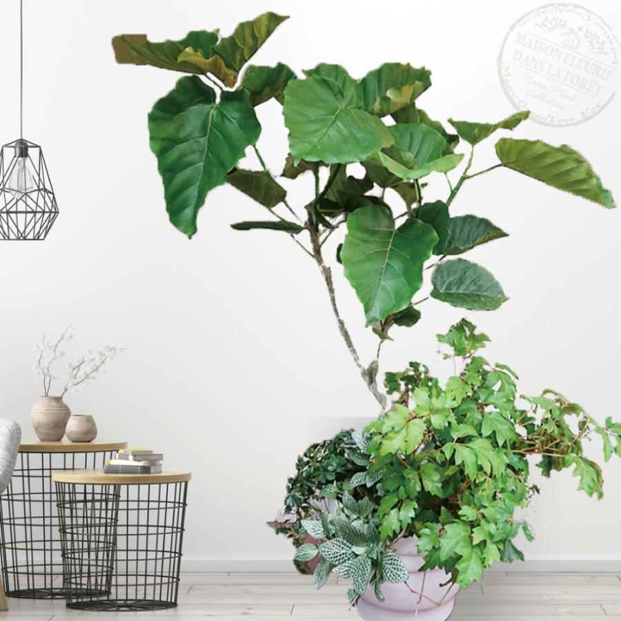 豪華 観葉植物 ウンベラータ 寄せ植え 都内 川崎市 横浜市 限定 開店 開業 新築祝 陶器鉢 ホワイト 円 注目ブランド Actiontravel Com Ar