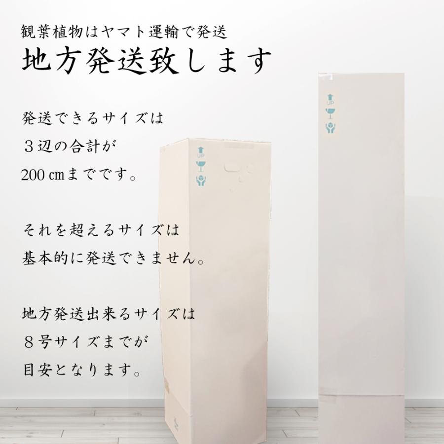 海外最新 観葉植物 ウンベラータ お任せ 都内 川崎市 横浜市内限定 開店 開業 新築祝 陶器鉢ホワイト 100円 税別 N7ihkvqu91 メゾンフルーリーyahoo 店 通販 Yahoo ショッピング 期間限定送料無料 Www Maxipiso Com Ar