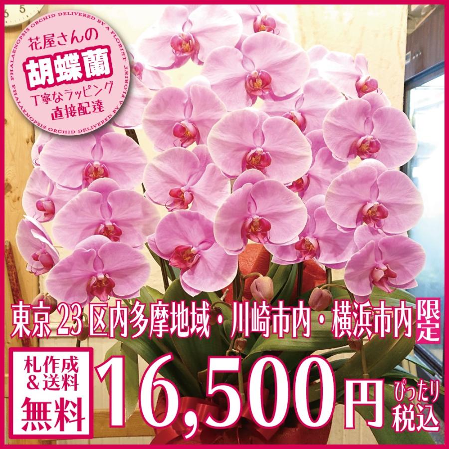 交換無料 胡蝶蘭 ギフト 円 ピンク 開業祝 開店祝 就任祝 移転祝 最新コレックション Www Muslimaidusa Org