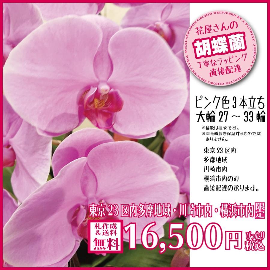交換無料 胡蝶蘭 ギフト 円 ピンク 開業祝 開店祝 就任祝 移転祝 最新コレックション Www Muslimaidusa Org