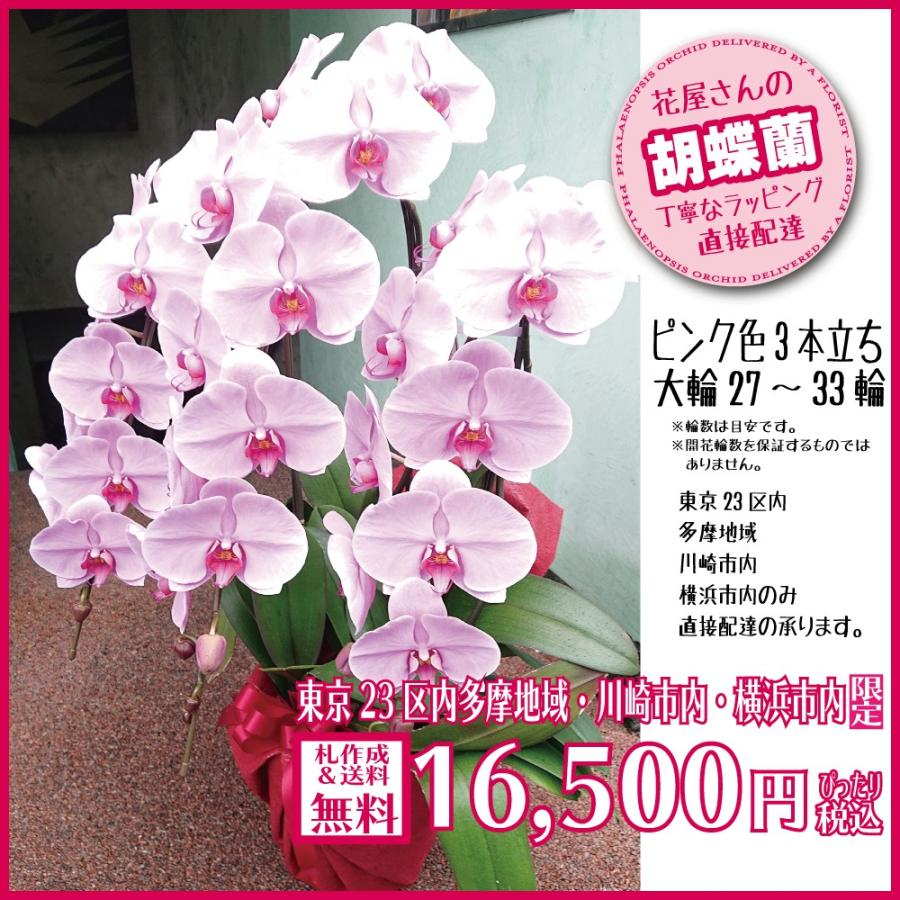 交換無料 胡蝶蘭 ギフト 円 ピンク 開業祝 開店祝 就任祝 移転祝 最新コレックション Www Muslimaidusa Org