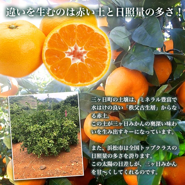 三ヶ日 早生 みかん 10kg どうまいらぁ！ 小粒 3S 2S サイズ混合 送料