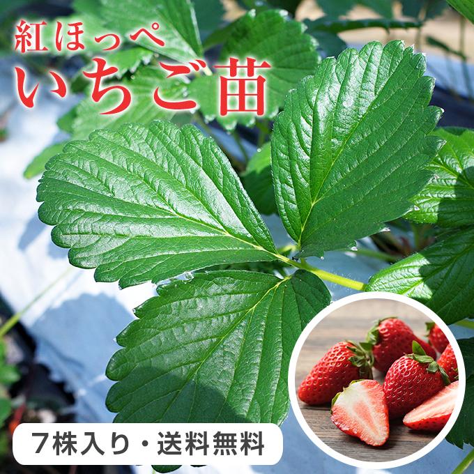 いちご苗 紅ほっぺ30ポットとちおとめ30ポット