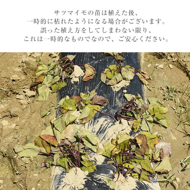 紅はるか 苗 100本 入り PVP バイオ苗 ウイルスフリー苗 べに 紅はるか 苗 100本 入り PVP バイオ苗 ウイルスフリー苗 べに