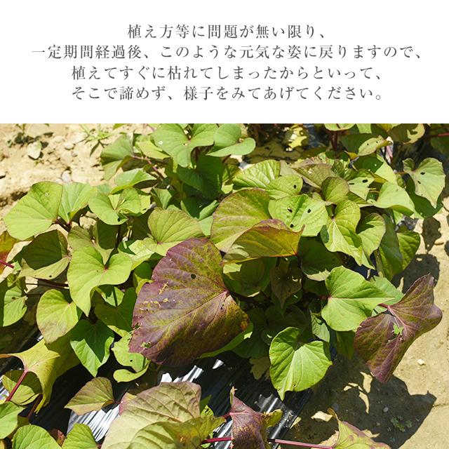 紅はるか 苗 100本 入り PVP バイオ苗 ウイルスフリー苗 べに 紅はるか 苗 100本 入り PVP バイオ苗 ウイルスフリー苗 べに