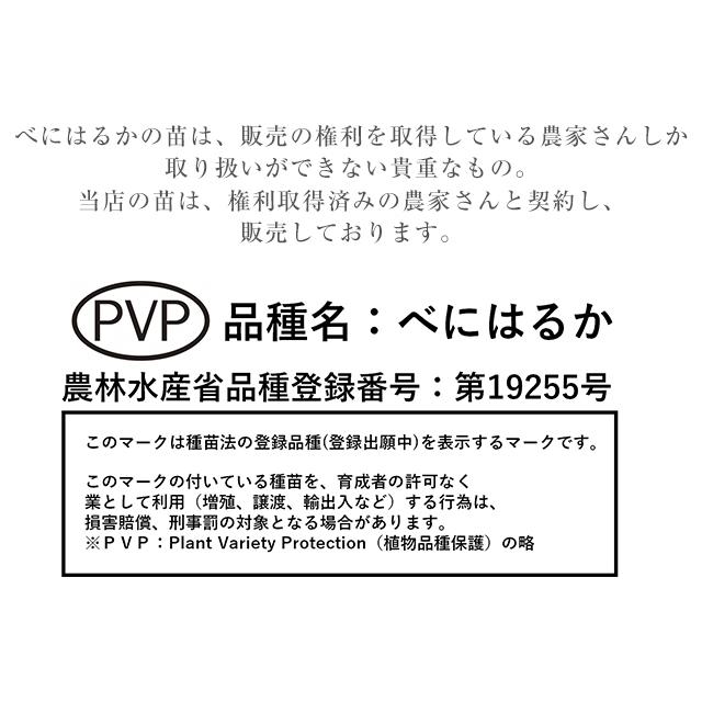 紅はるか 苗 100本 入り PVP バイオ苗 ウイルスフリー苗 べに 紅はるか 苗 100本 入り PVP バイオ苗 ウイルスフリー苗 べに