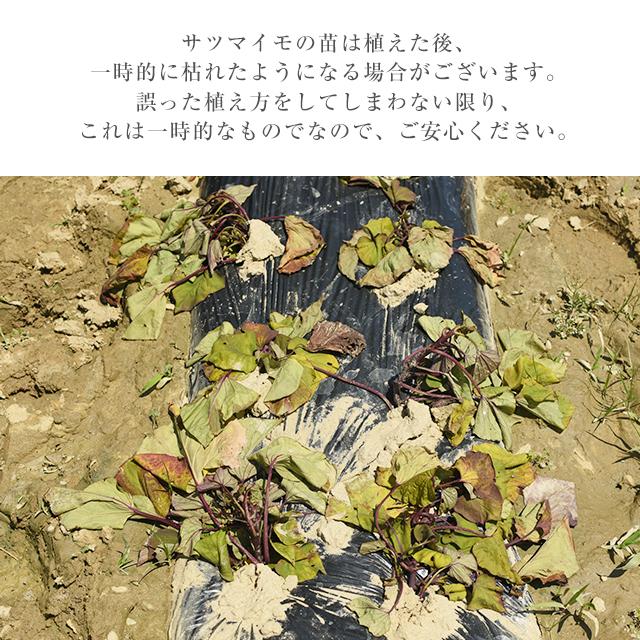 紅はるか 苗 100本 入り PVP べにはるか さつまいも サツマイモ べに