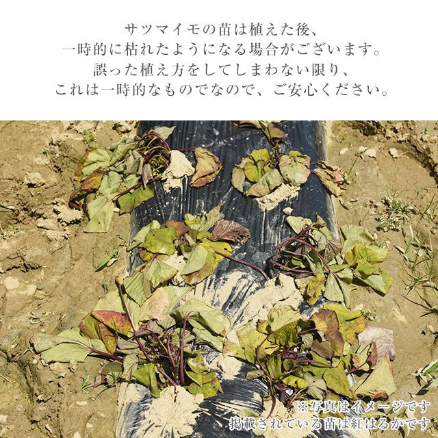 さつまいもの苗 あまはづき100本 さつまいも苗【あまはづき苗100本