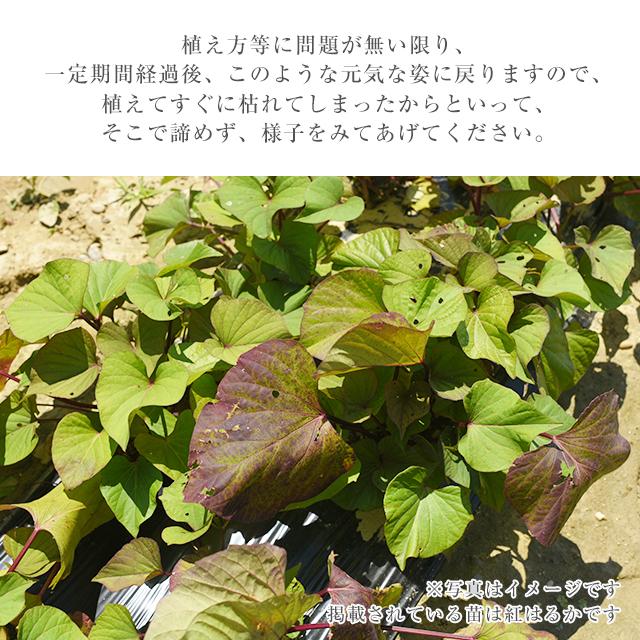 あまはづき 苗 100本 入り PVP さつまいも サツマイモ あまはづき苗