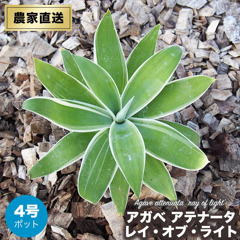 斑入り アガベ アテナータ レイオブライト 4号 ポット 多肉植物 斑入り アガベ アテナータ レイオブライト 4号 ポット 多肉植物