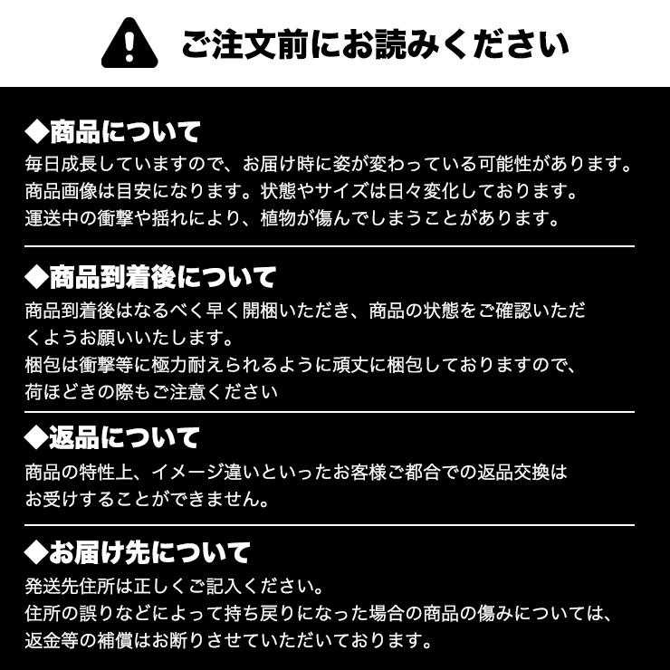 斑入り アガベ アテナータ レイオブライト 4号 ポット 多肉植物 観葉