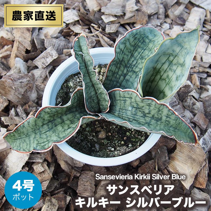 サンスベリア キルキー シルバー ブルー 4号 ポット 観葉植物 直送