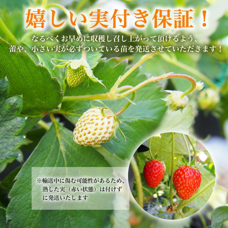 3鉢セット いちご苗 よつぼし 16cm鉢 6号 鉢 四つ星 イチゴ 苺 農家