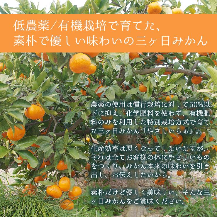 訳あり 減農薬 有機栽培 無農薬 混合 三ヶ日 青島 みかん 10kg 送料