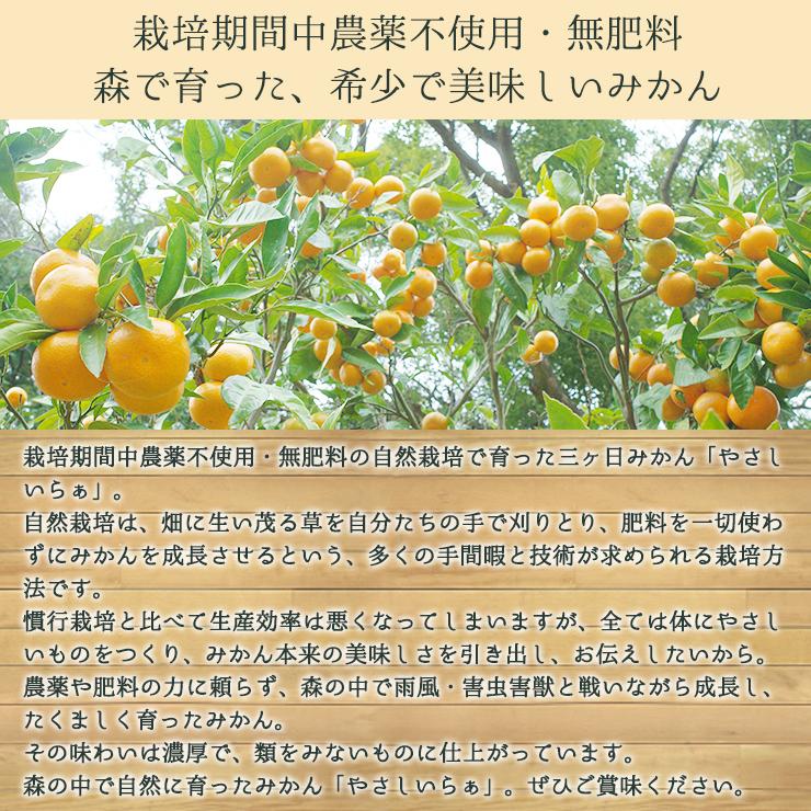 訳あり 減農薬 有機栽培 無農薬 混合 三ヶ日 青島 みかん 10kg 送料