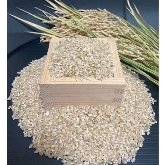コシヒカリ こしひかり 10キロ 令和7年産 茨城県産 白米 農家直送 爆買 