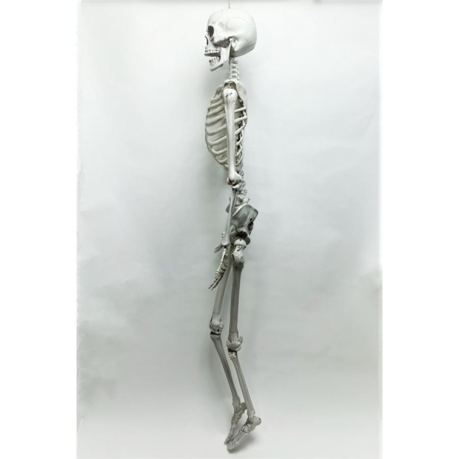 等身大　ガイコツ　スカル c1803-lar-720465.jpg