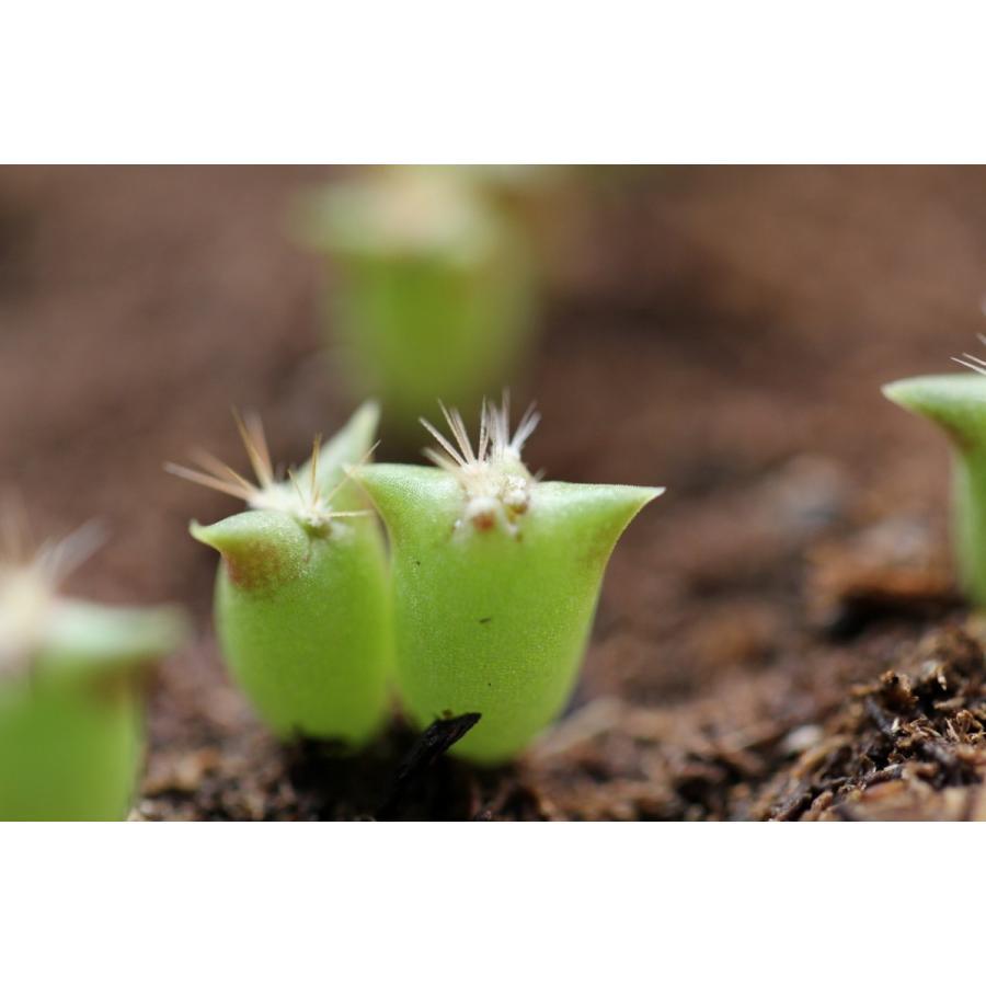 Mixサボテンの栽培キット 種から育てる さぼてん 観葉植物 手軽 栽培