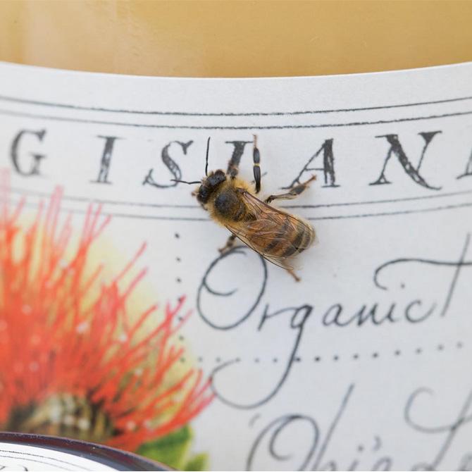 ビッグアイランドビー オヒアフレア ハニー 1個 255g【big island bees