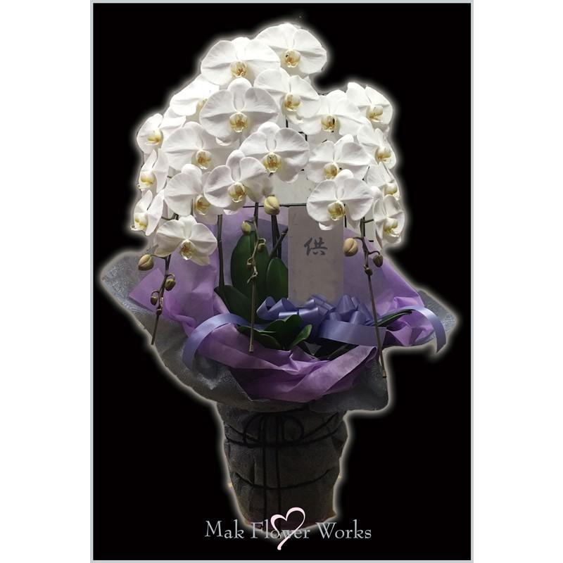 胡蝶蘭 胡蝶蘭鉢 広島 洋ラン 法事 お供え 葬儀 命日 お盆 Kotyou5 Makflowerworks 通販 Yahoo ショッピング