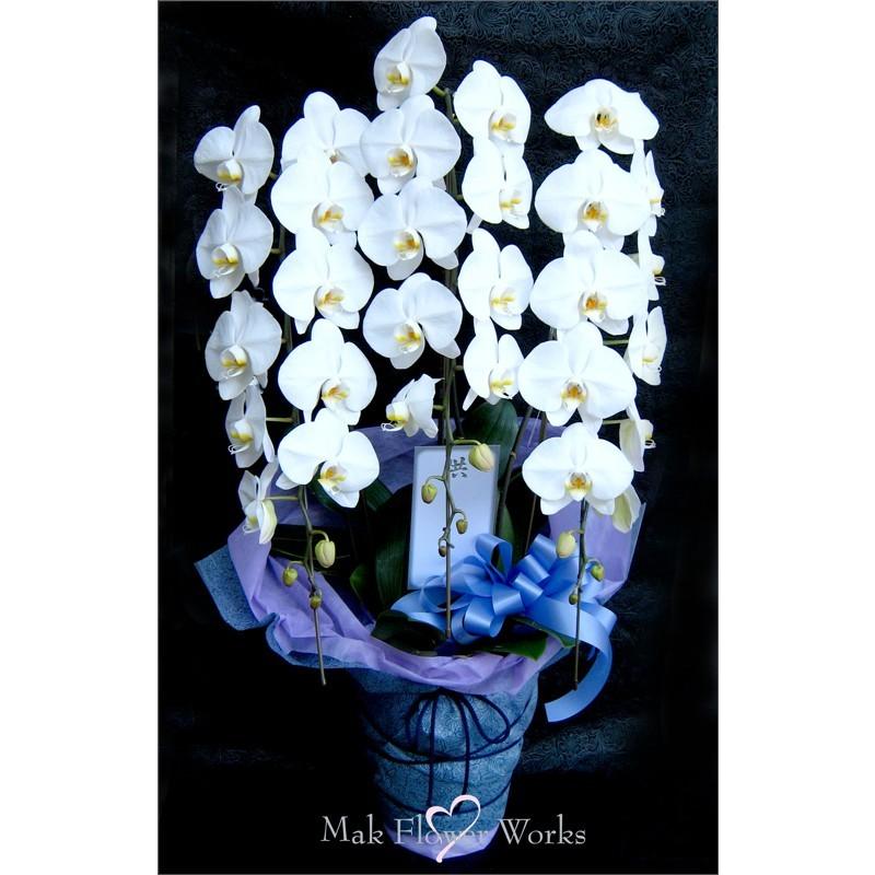 胡蝶蘭 胡蝶蘭鉢 広島 洋ラン 法事 お供え 葬儀 命日 お盆 Kotyou5 Makflowerworks 通販 Yahoo ショッピング