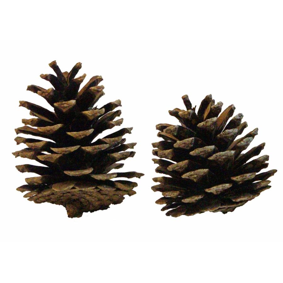 松ぼっくり（たっぷり約460ｇ/箱）※目安60個前後　焚付最適 |  | 02