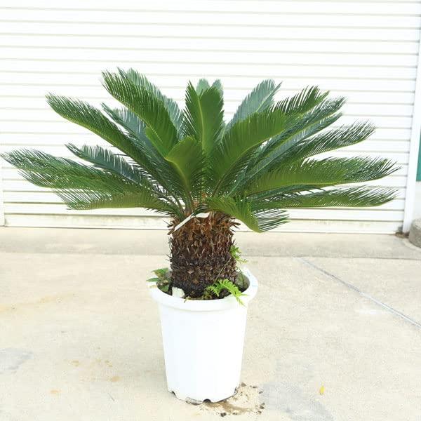 人気商品！】【人気商品！】特選庭木・植木 ソテツ その他苗木、植木