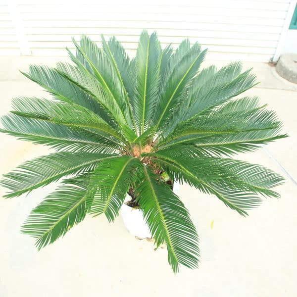 人気商品！】【人気商品！】特選庭木・植木 ソテツ その他苗木、植木