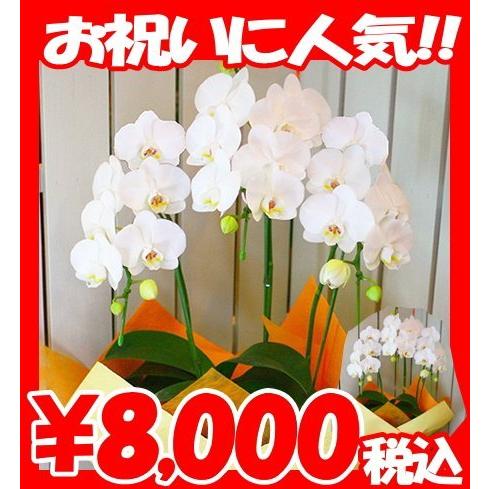 バレンタイン 誕生日 人気ランキング プレゼント 胡蝶蘭 中輪 白 3本立ち 5本立ち Weddingsatwork Com
