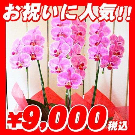 バレンタイン 誕生日 人気ランキング プレゼント 胡蝶蘭 ピンク 3本立ち 中大輪 Weddingsatwork Com
