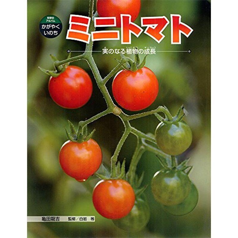 ミニトマト 実のなる植物の成長 科学のアルバム かがやくいのち 植物学一般 Arisedigital Com Br