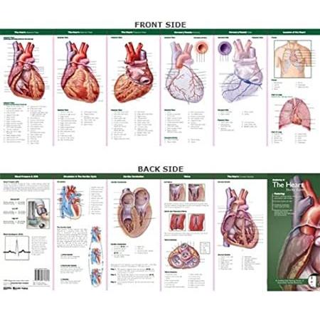 Anatomical 新作からSALEアイテム等お得な商品 満載 Chart Company#039;s Illustrated Pocket The 大規模セール Heart Anatomy of Anatomy: