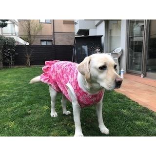 犬服 ドッグウェア 桜 さくら フリル 2.5Lサイズ（大型犬） DOGフリル付タンクトップ 桜プリント クリックポスト送料無料（代引き不可）｜mamav｜06