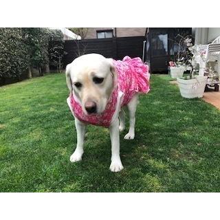 犬服 ドッグウェア 桜 さくら フリル 3.5Lサイズ（超大型犬） DOGフリル付タンクトップ 桜プリント クリックポスト送料無料（代引き不可）｜mamav｜03