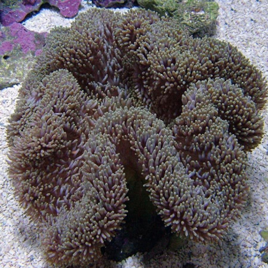 海水生物 イソギンチャク ハタゴイソギンチャク 8-15cm± 1個 