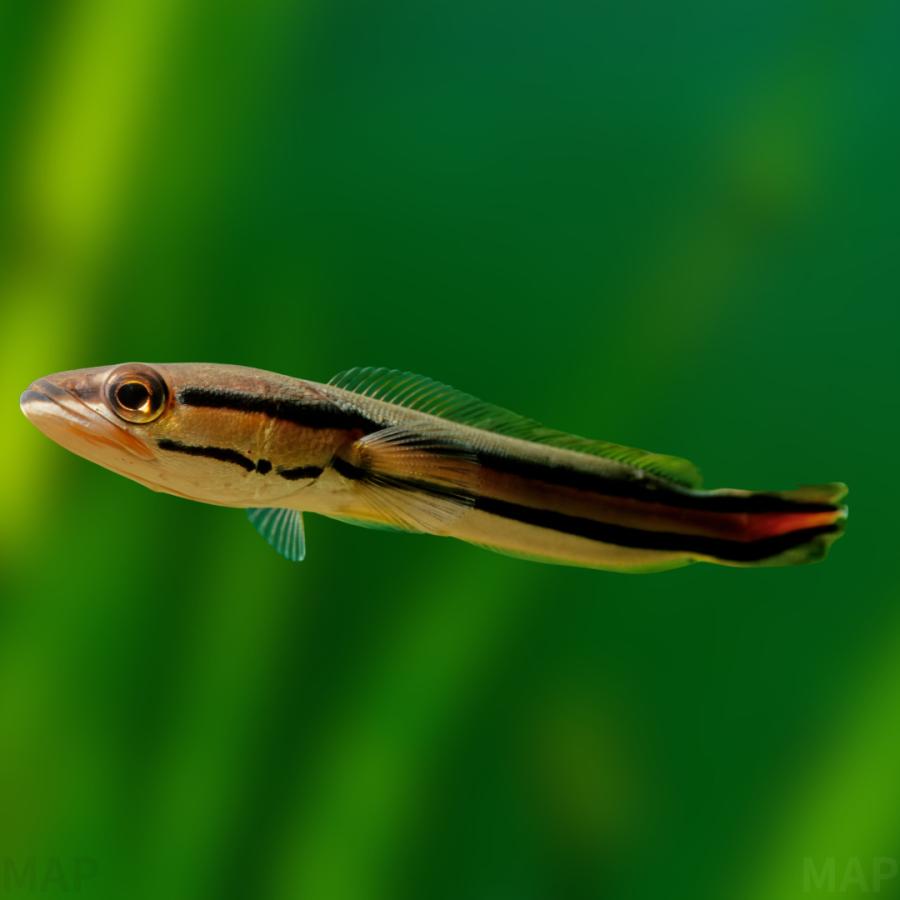 熱帯魚 スネークヘッド レッドスネークヘッド 約9cm 1匹 【世界最大級