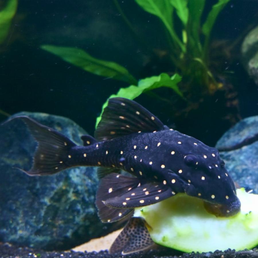 福岡県の家具 熱帯魚 900 600 水槽 プレコ