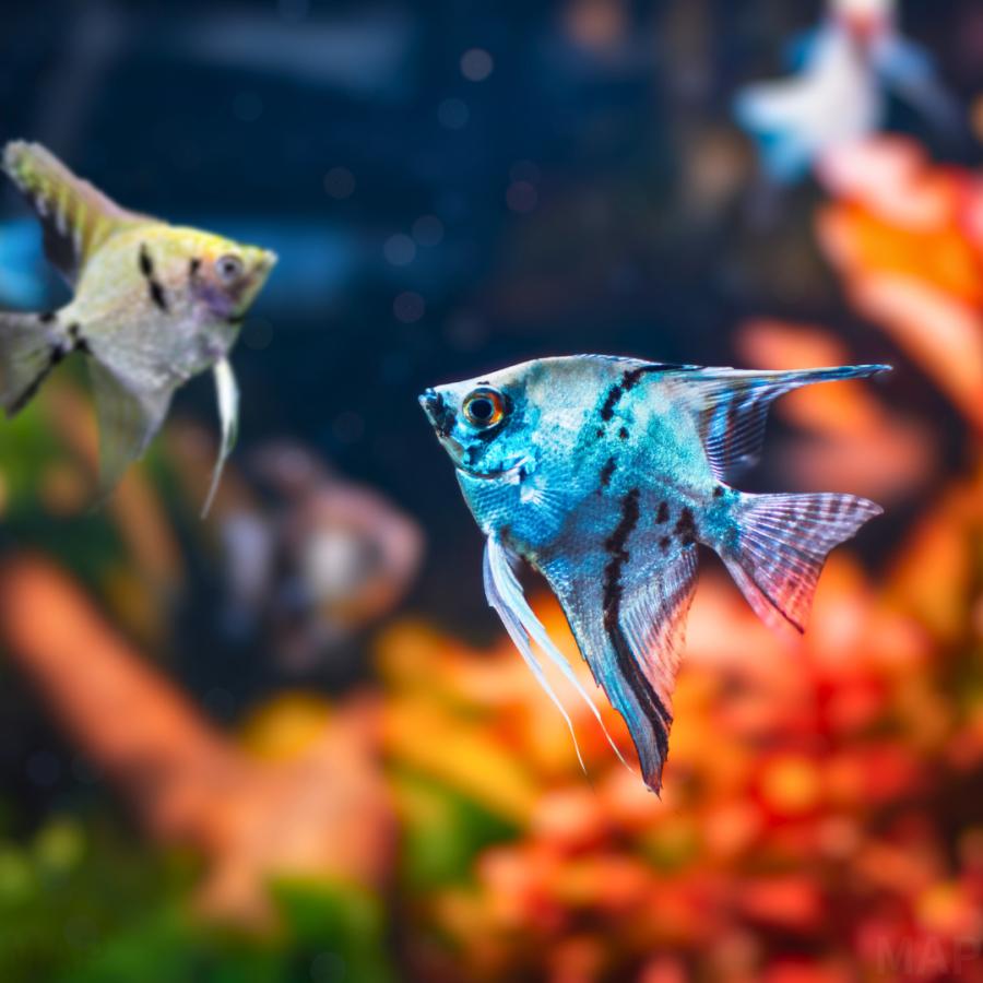 296z 未開封 セガトイズ 手のひら水族館アクアリウム エンゼルフィッシュ 淡水魚 シクリッド ミックスエンゼルフィッシュ 3cm± 3匹 【色彩変異