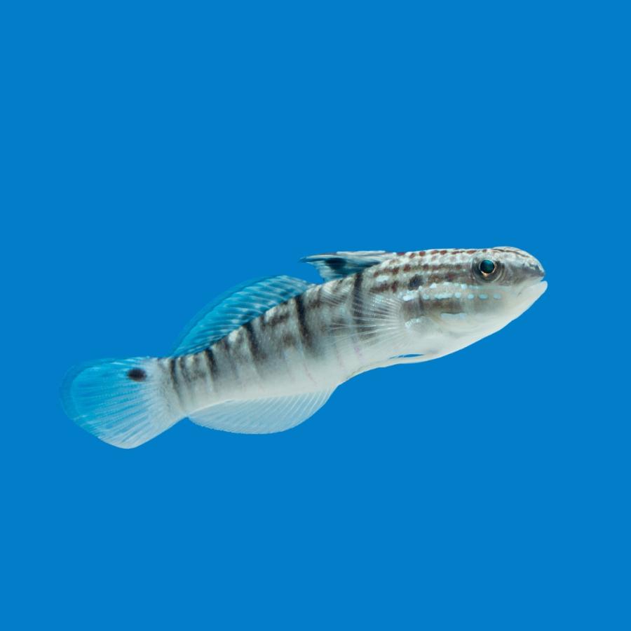 海水魚 ハゼの仲間 サラサハゼ 6cm± 3匹 【底砂とコケのお掃除に
