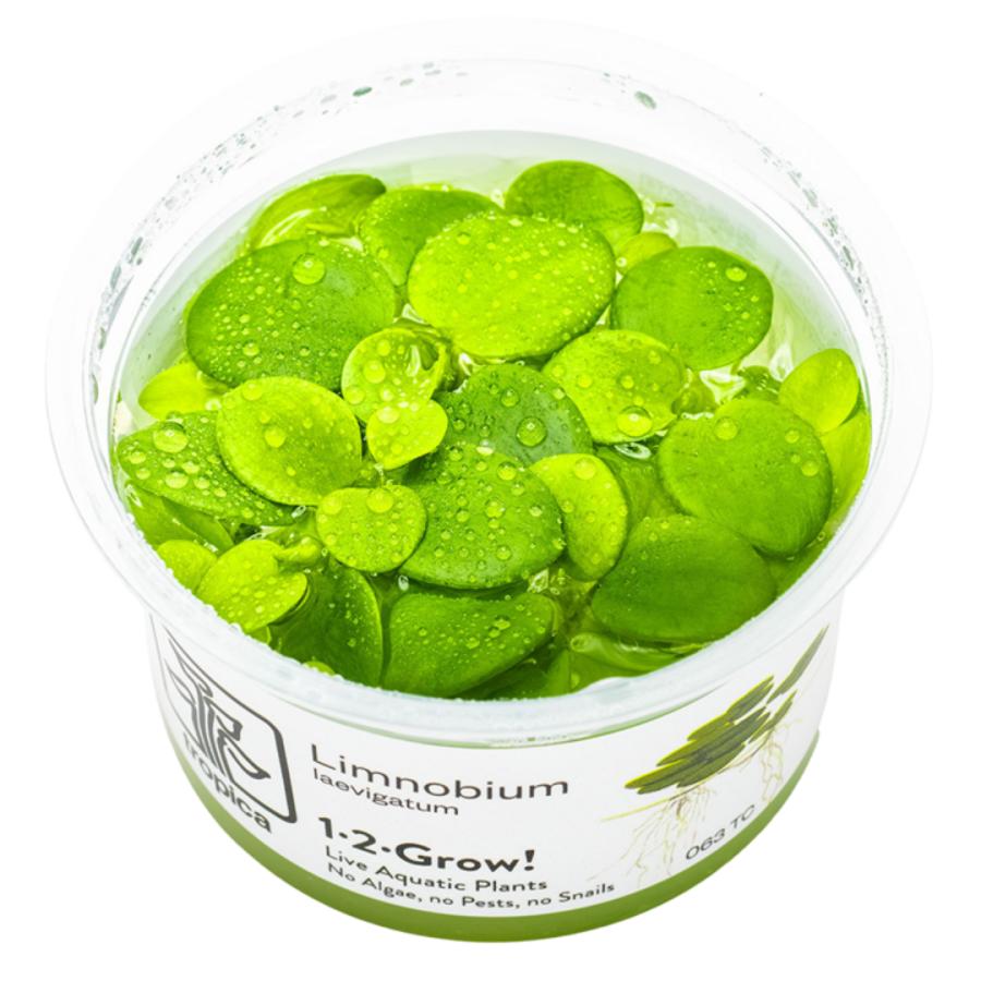 水草 トロピカ社 1-2-Grow! ドワーフアマゾンフロッグピット 1カップ