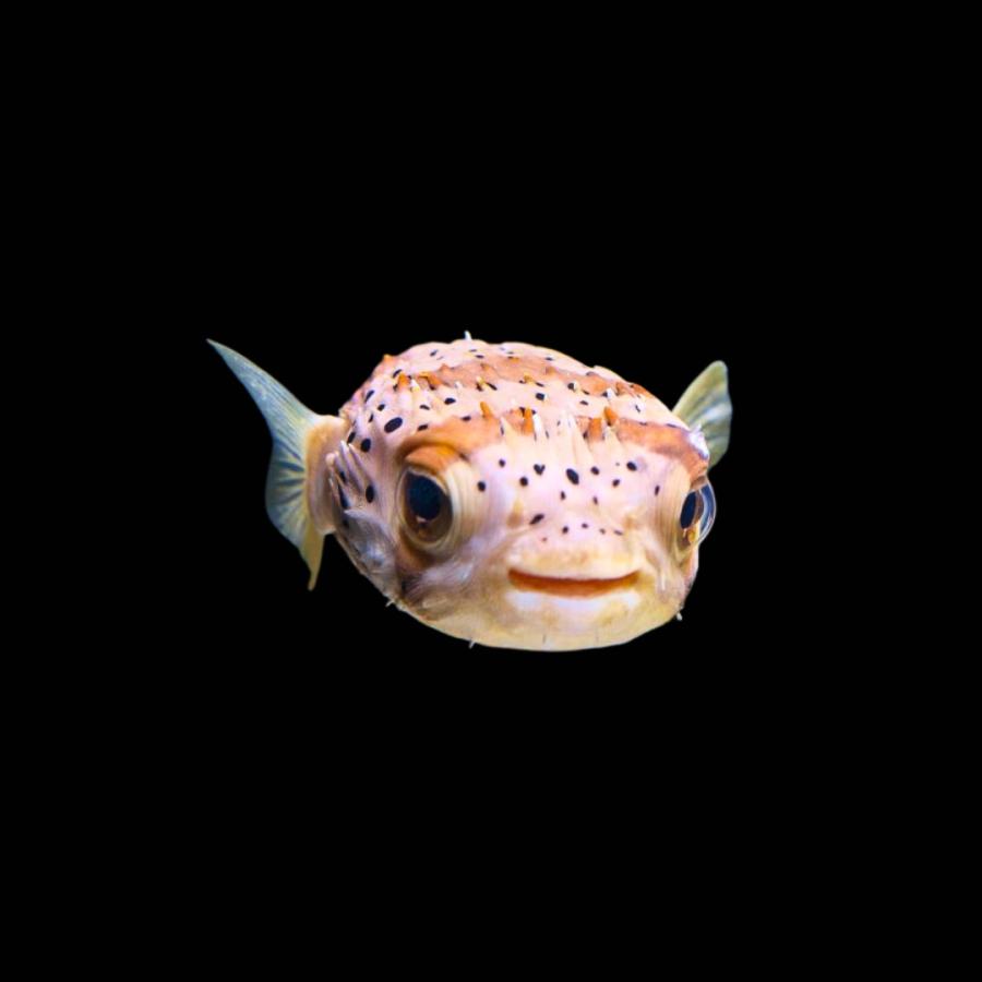 海水魚 ハリセンボン 9cm± 1匹 【よく慣れる・人気のフグの仲間