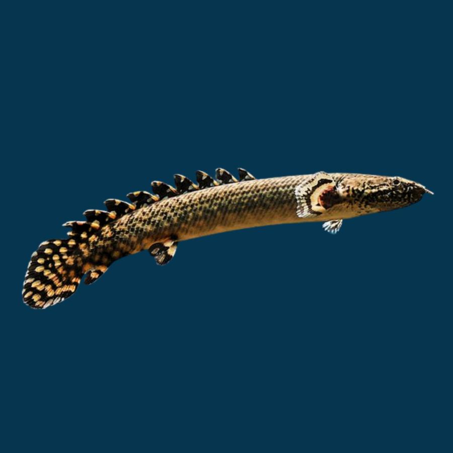 ポリプテルス3匹（水槽、熱帯魚、古代魚、大型魚） 熱帯魚 古代魚 大型魚 ポリプテルス・オルナティピニス 6cm± 3匹