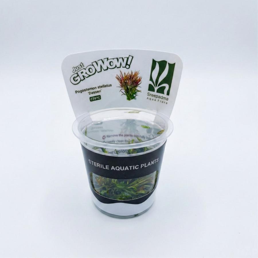 【GROWOW】ポゴステモン ステラータ （エウステラリス）ダッセン 水草 後景草 組織培養 ポゴステモン ステラータ 'ダッセン' GROWOW！ 1