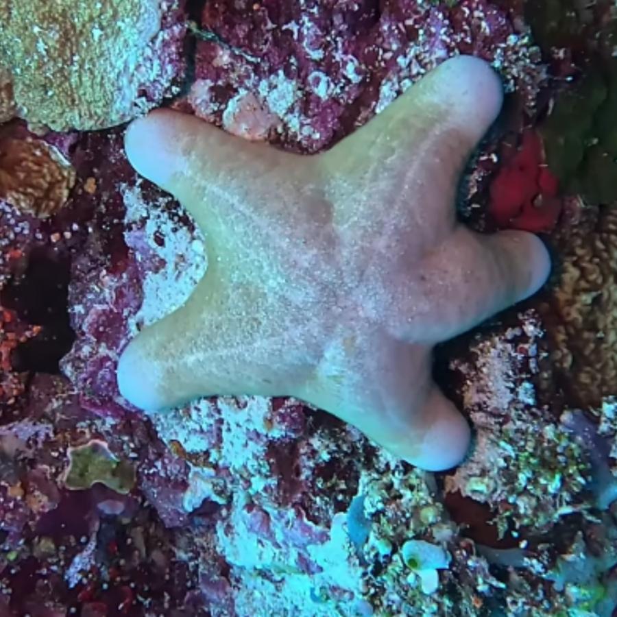海水生物 ヒトデ カワテブクロ 15-30cm 1匹 【存在感抜群】【お