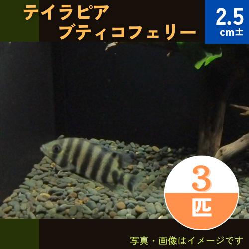 22年最新海外 熱帯魚 シクリッド ティラピア ブティコフェリー 15匹 2 5cm 観賞魚生体
