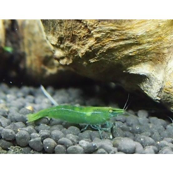 熱帯魚 淡水エビ インドグリーンシュリンプ 1 5cm 10匹 18 0622 0647 Ebi 増子水景 通販 Yahoo ショッピング