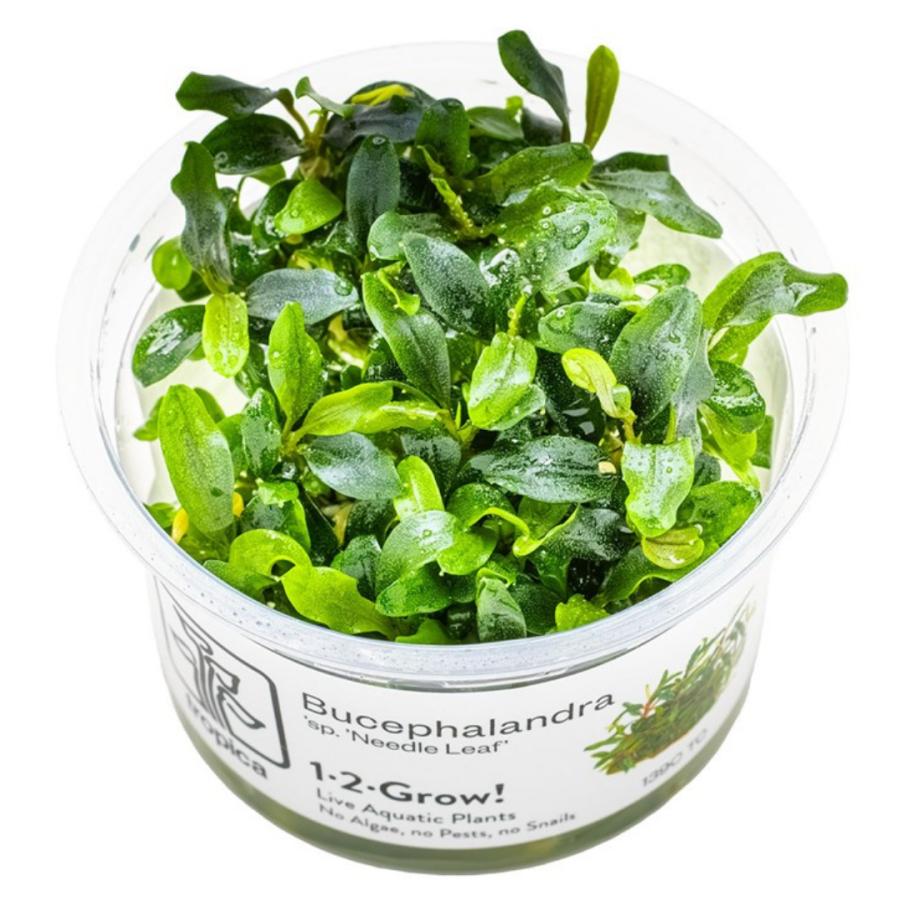 水草 トロピカ社 1-2-Grow! ブセファランドラ・ニードルリーフ 1カップ
